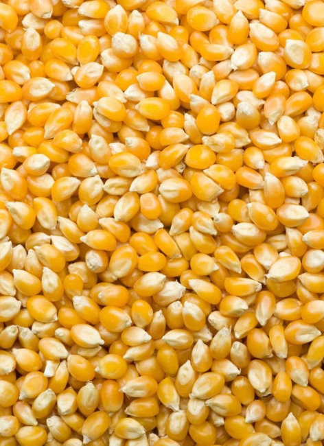 Myanmar Yellow Corn