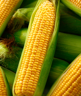 Myanmar Yellow Corn