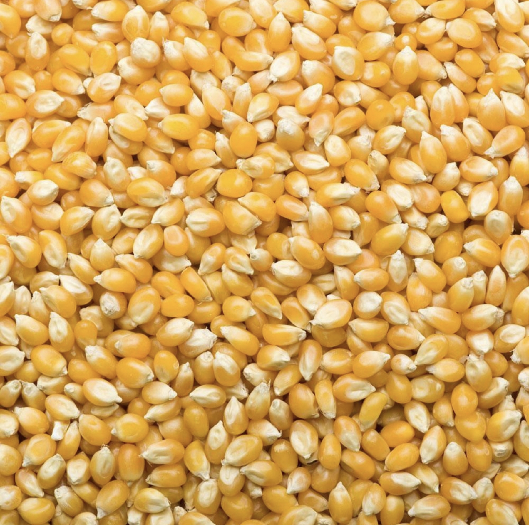 Myanmar agricultural products