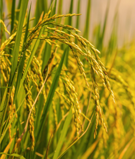 Myanmar Rice Field